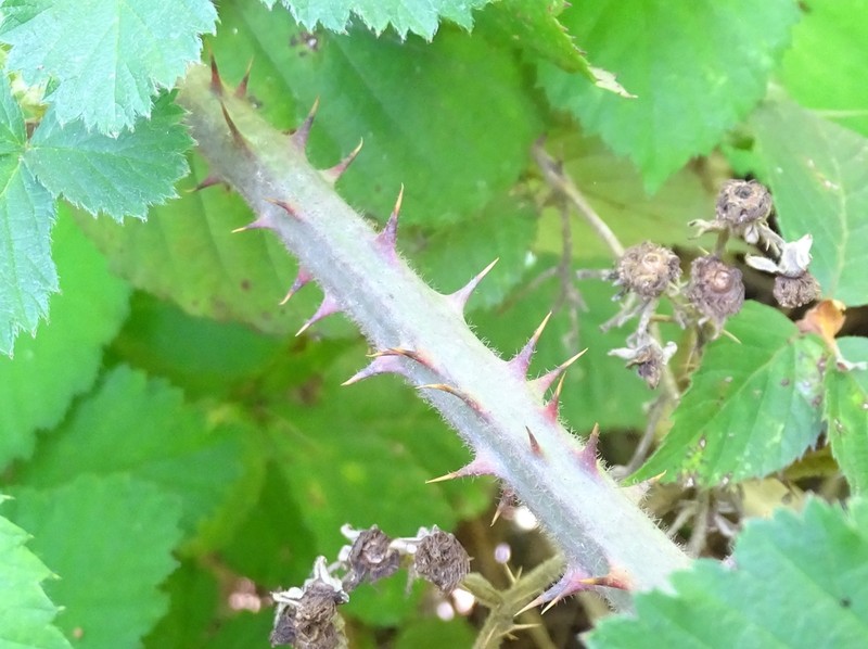 Rubus leucostachys photo 7