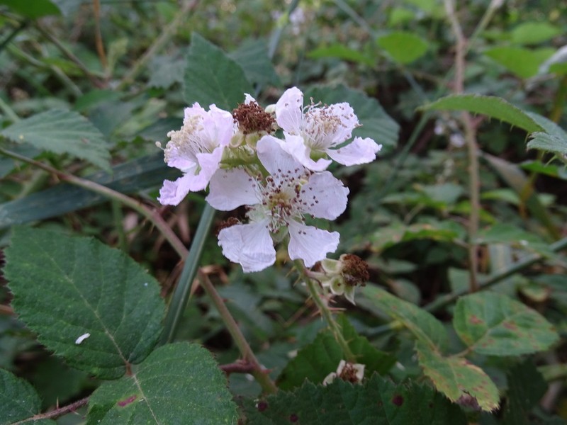 Rubus leucostachys photo 8