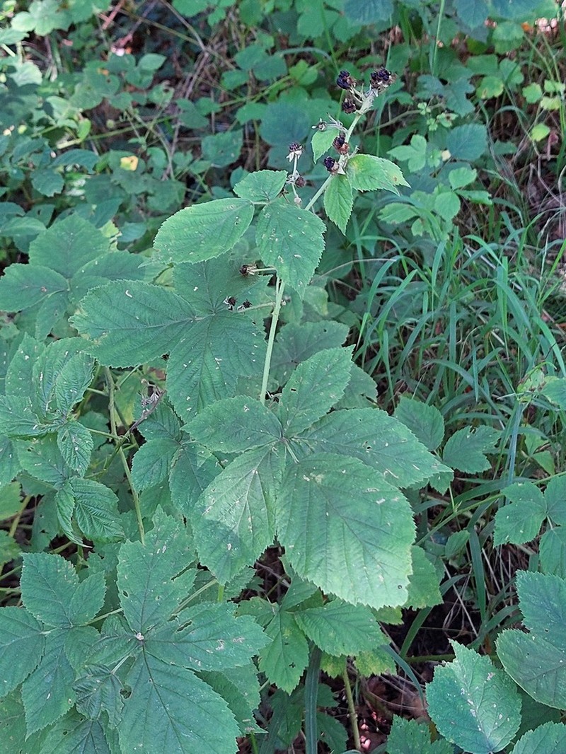 Rubus lictorum