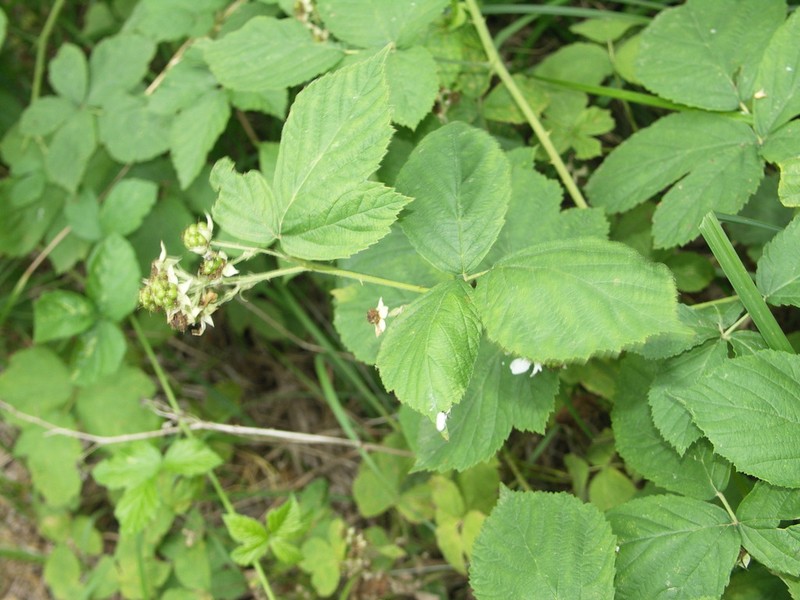 Rubus lictorum photo 2