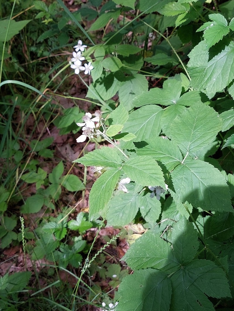 Rubus lictorum photo 3