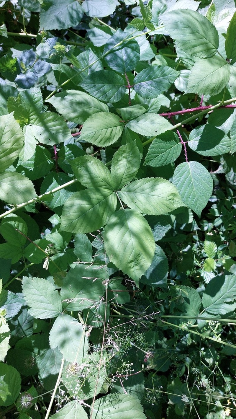 Rubus lictorum photo 4