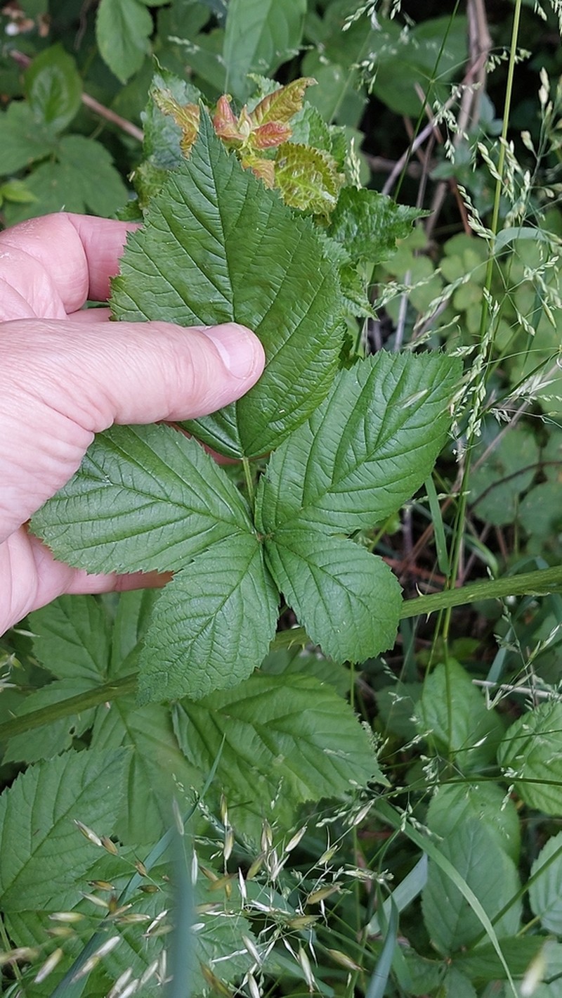 Rubus lictorum photo 5