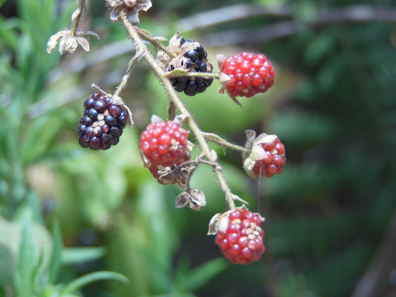Rubus liebmannii
