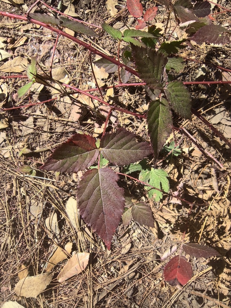 Rubus liebmannii photo 2