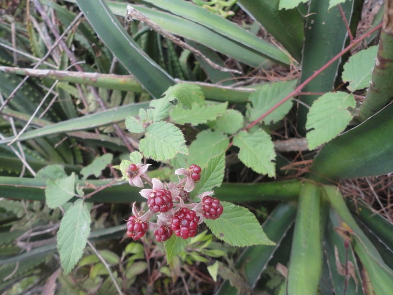 Rubus liebmannii photo 3