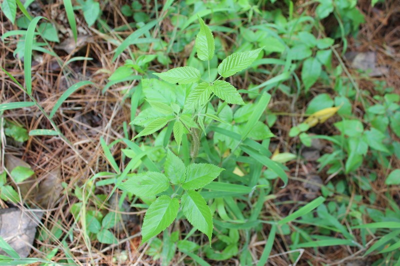 Rubus liebmannii photo 4