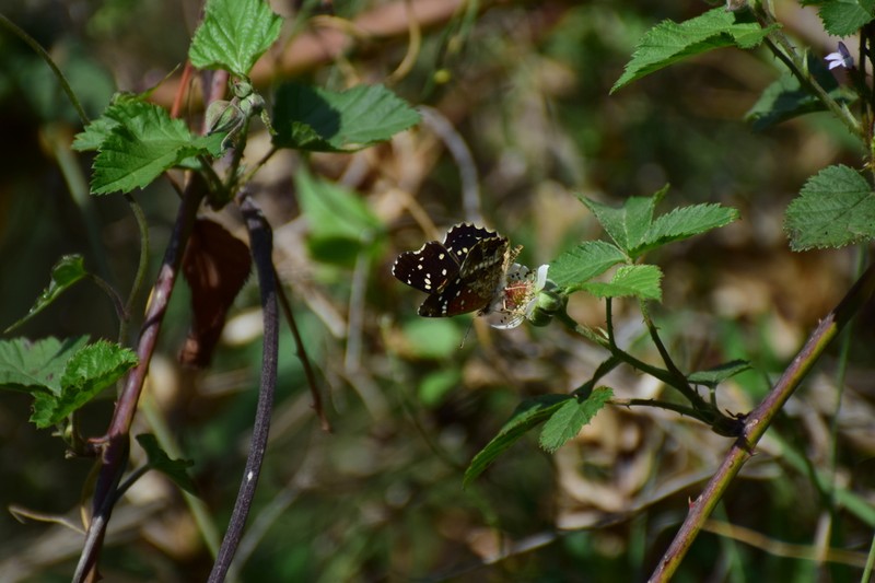 Rubus liebmannii photo 5