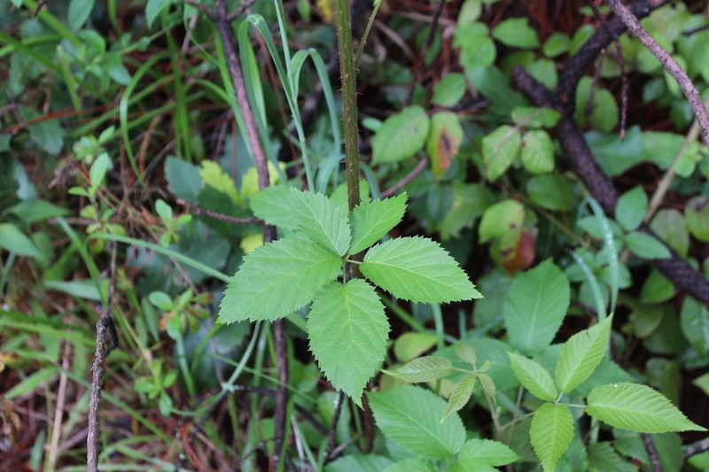 Rubus liebmannii photo 6
