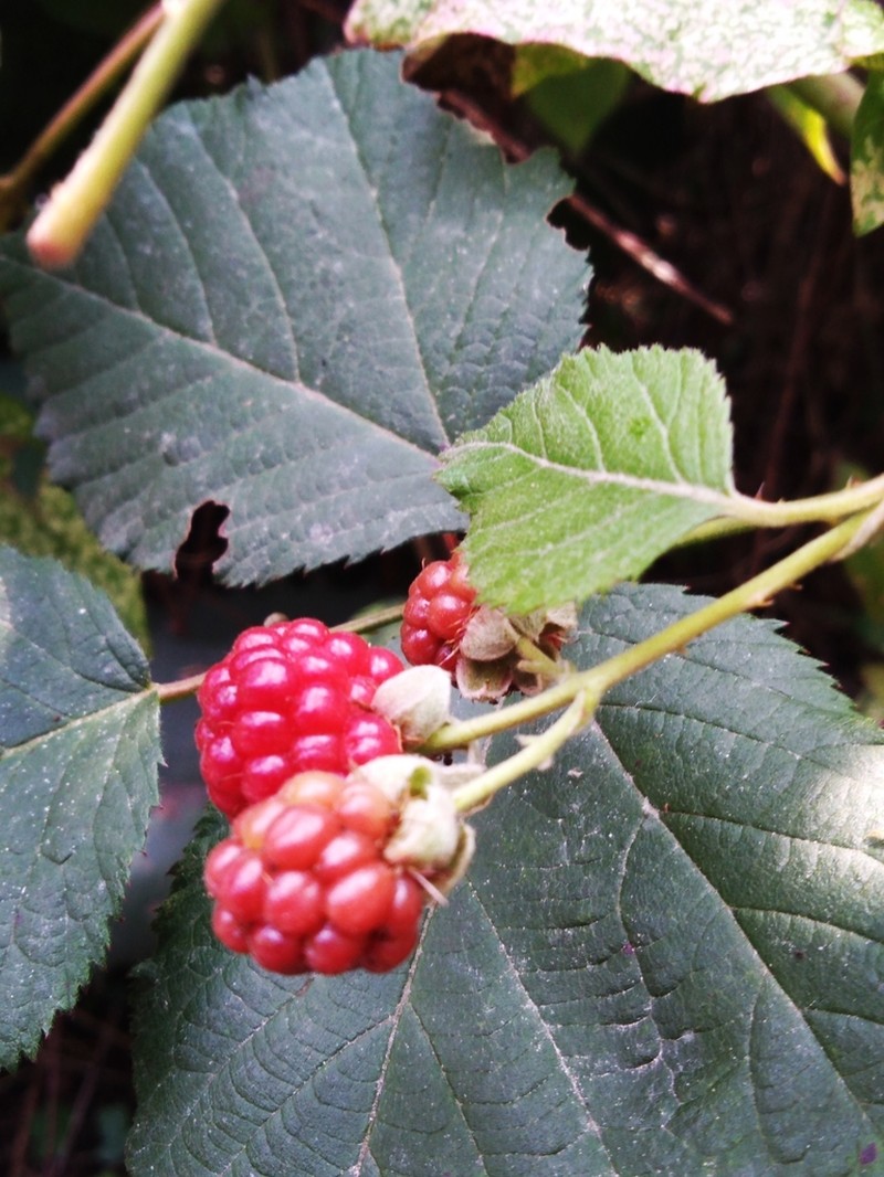 Rubus liebmannii photo 7