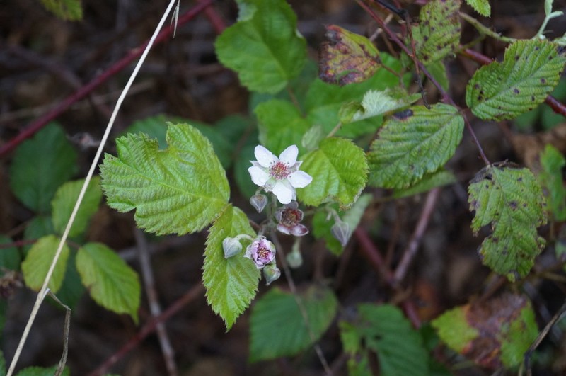 Rubus liebmannii photo 8