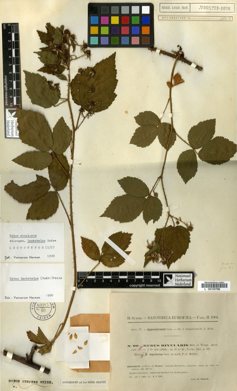 Rubus lilacinus