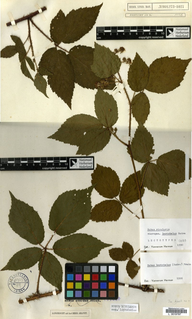 Rubus lilacinus photo 2