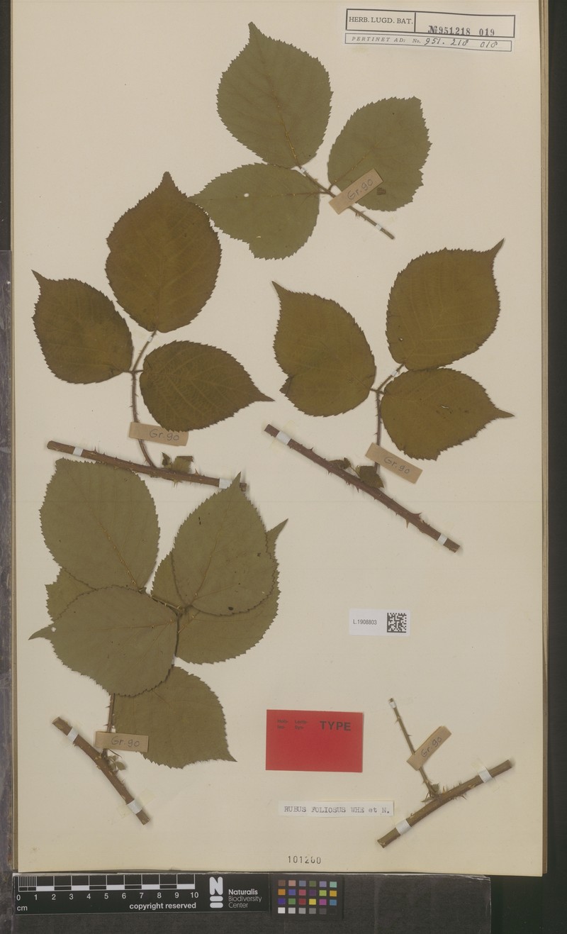 Rubus lilacinus photo 3