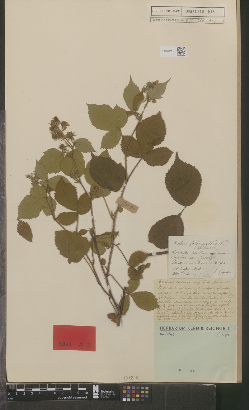 Rubus lilacinus photo 4