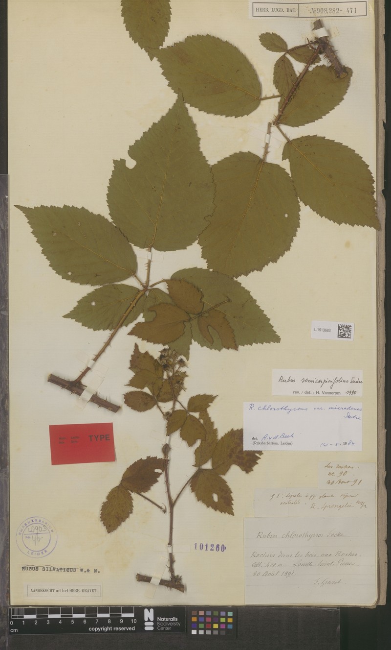 Rubus lilacinus photo 5