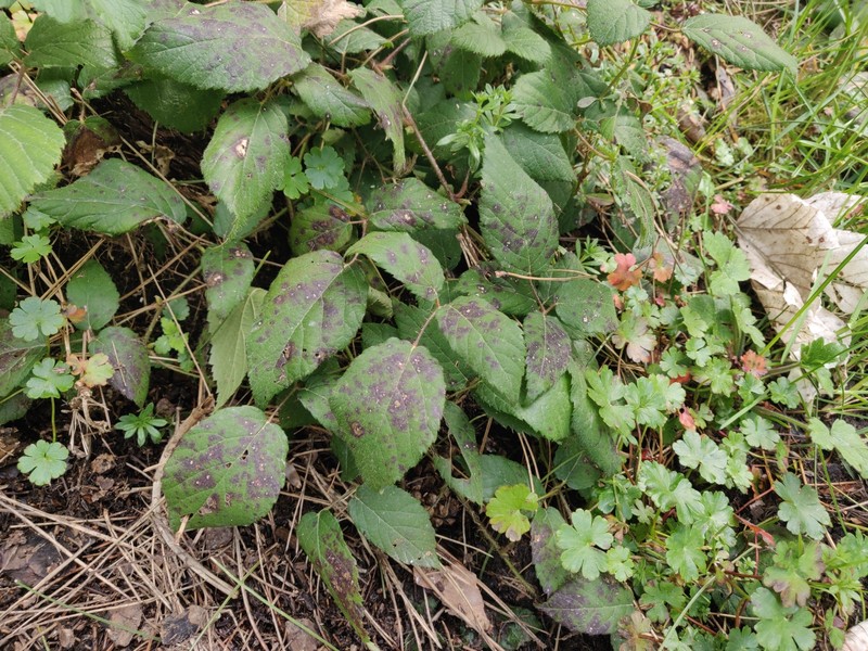 Rubus limbarae photo 2