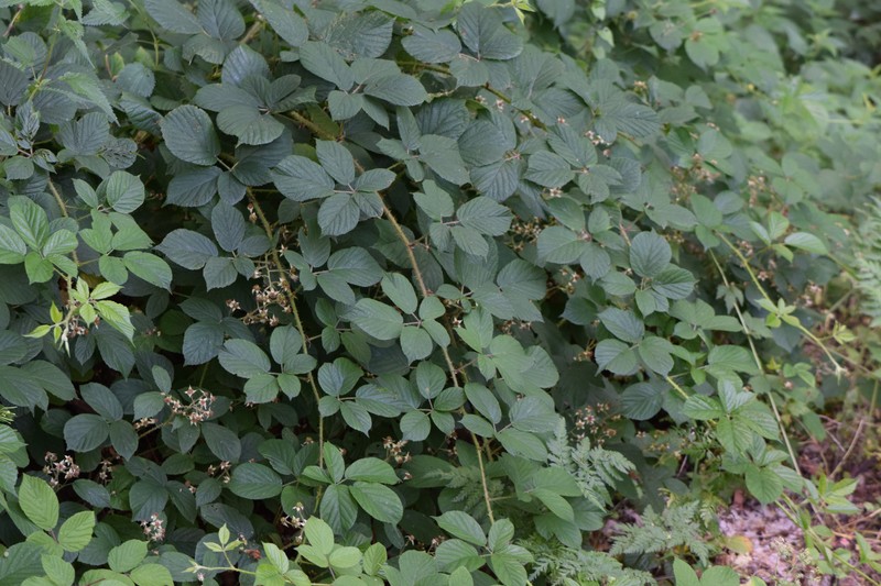 Rubus limitaneus