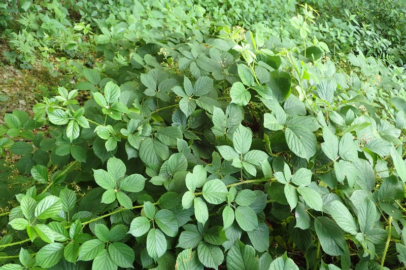 Rubus limitaneus photo 2