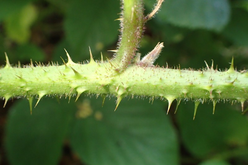 Rubus limitaneus photo 3
