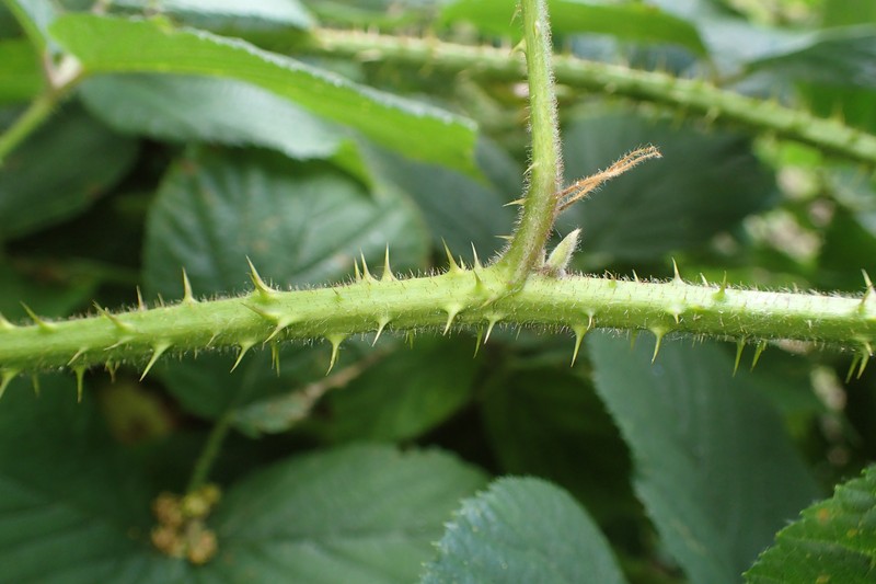 Rubus limitaneus photo 4