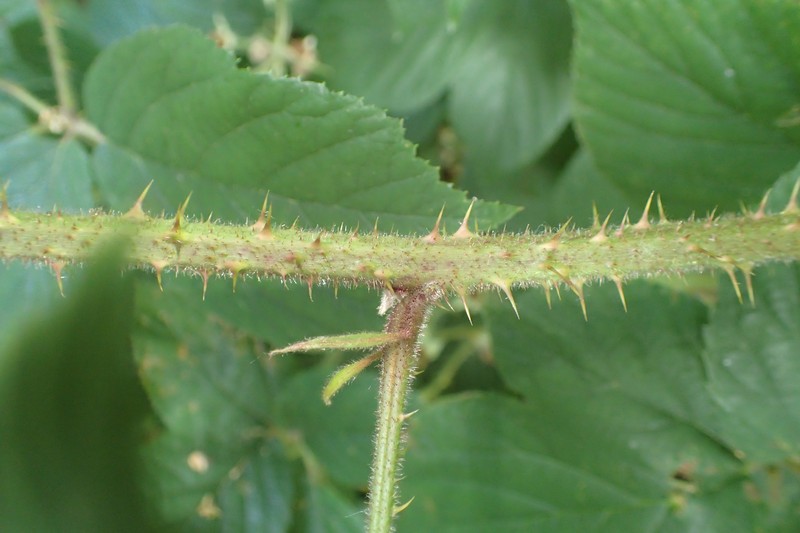 Rubus limitaneus photo 5