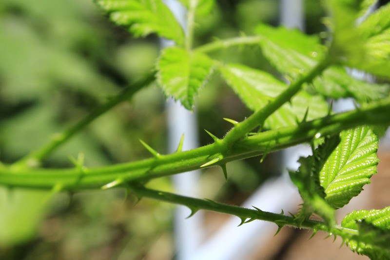 Rubus limitaneus photo 6