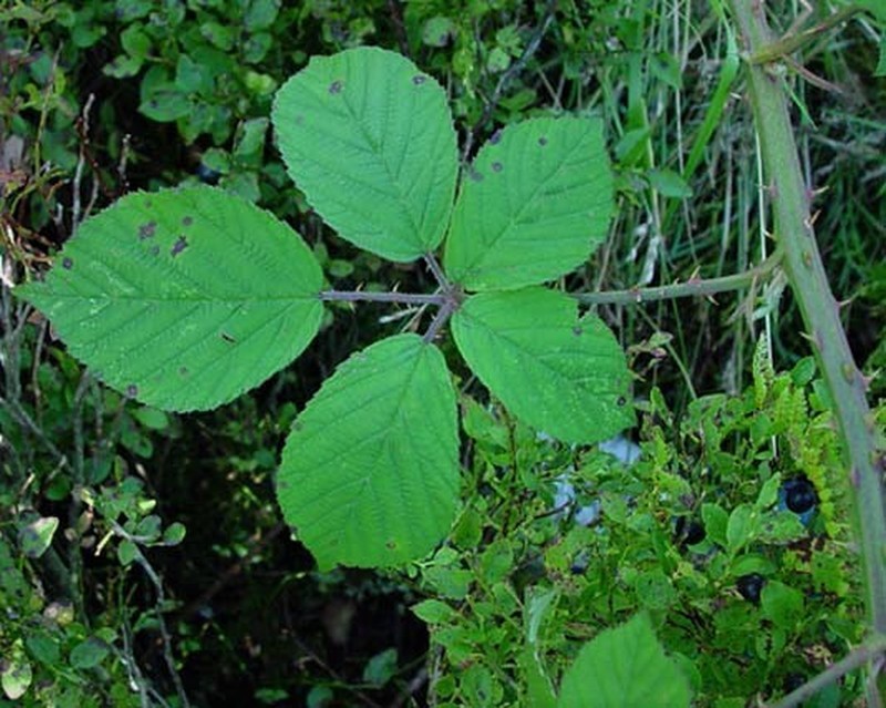 Rubus lindebergii