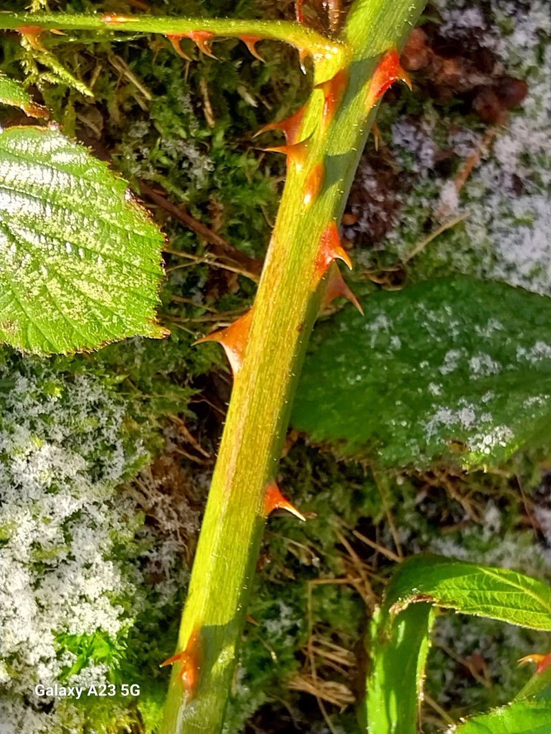 Rubus lindebergii photo 2