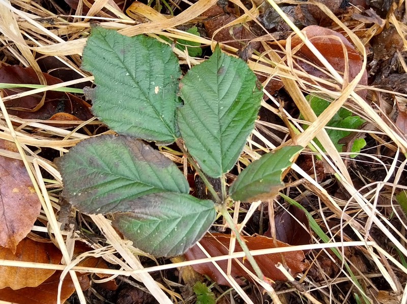 Rubus lindebergii photo 3