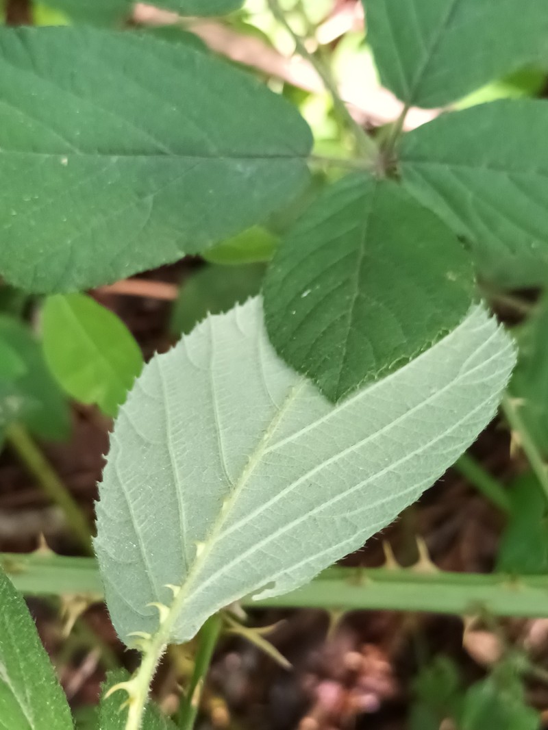 Rubus lindebergii photo 5