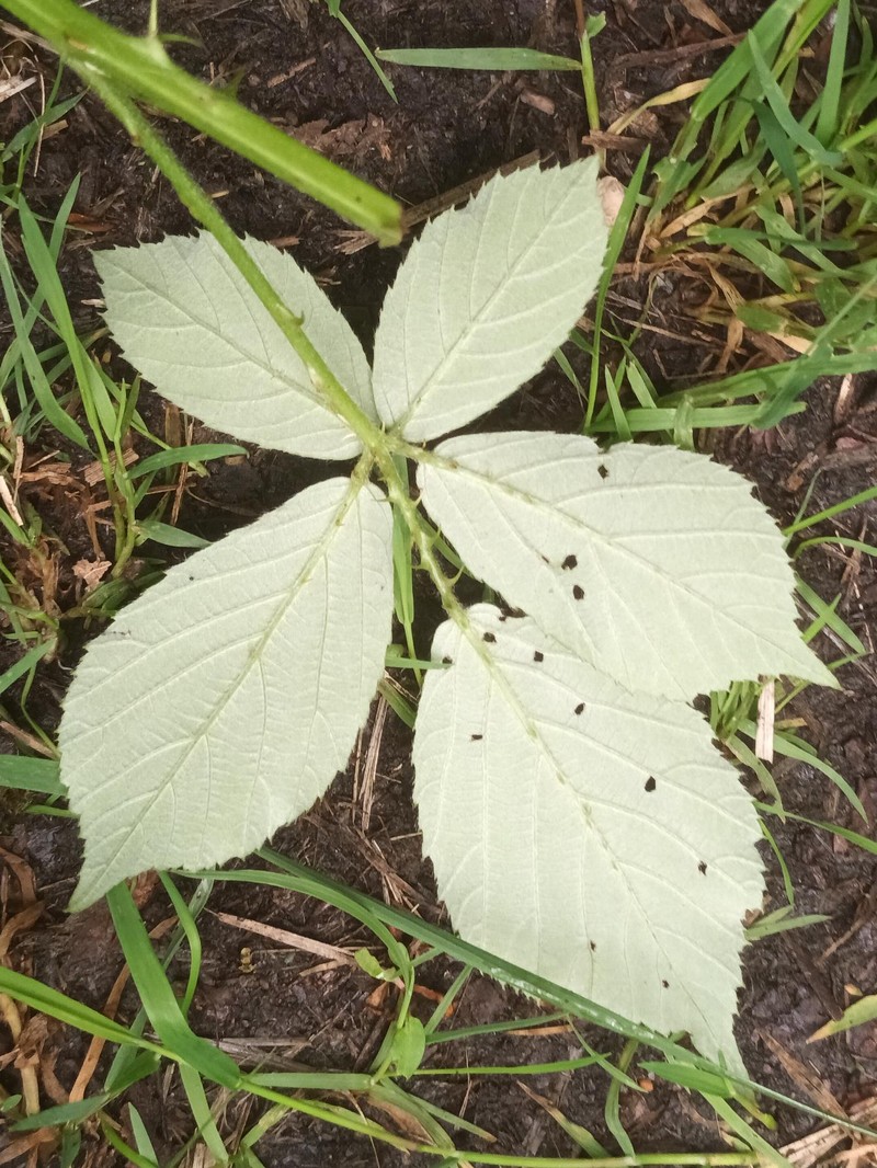 Rubus lindebergii photo 6