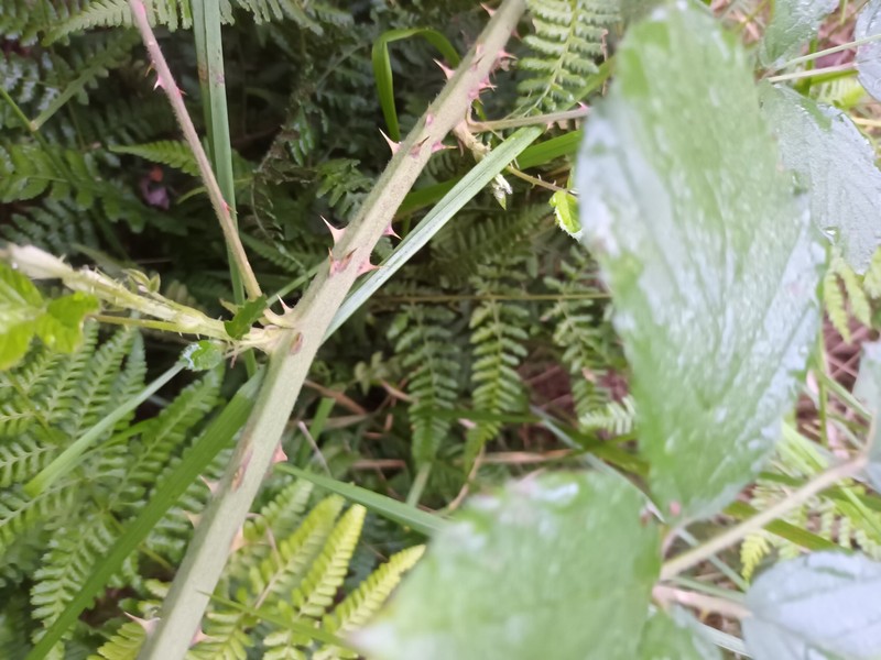 Rubus lindebergii photo 7