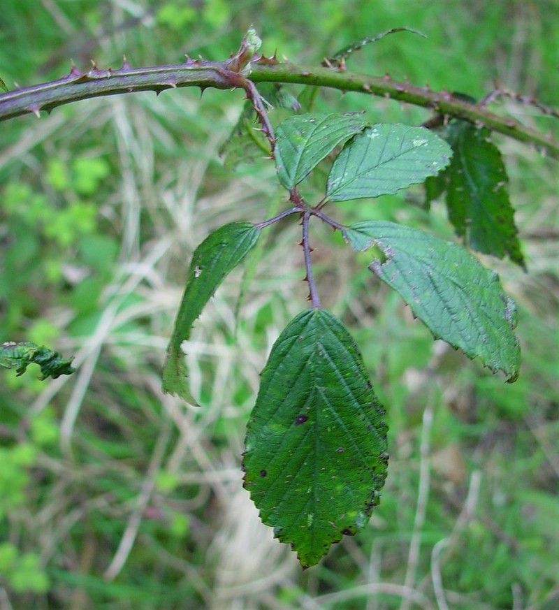 Rubus lindleyanus