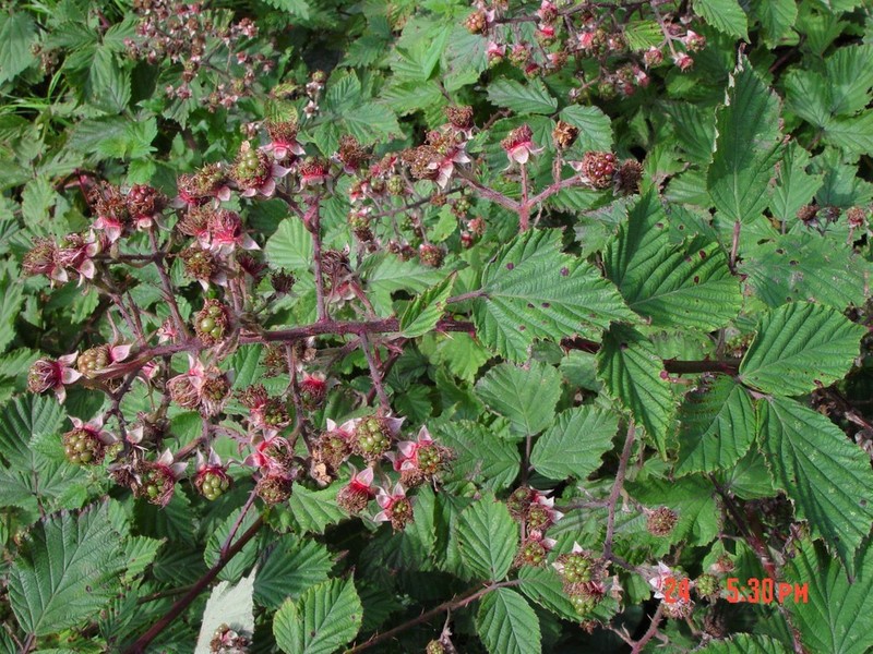 Rubus lindleyanus photo 2