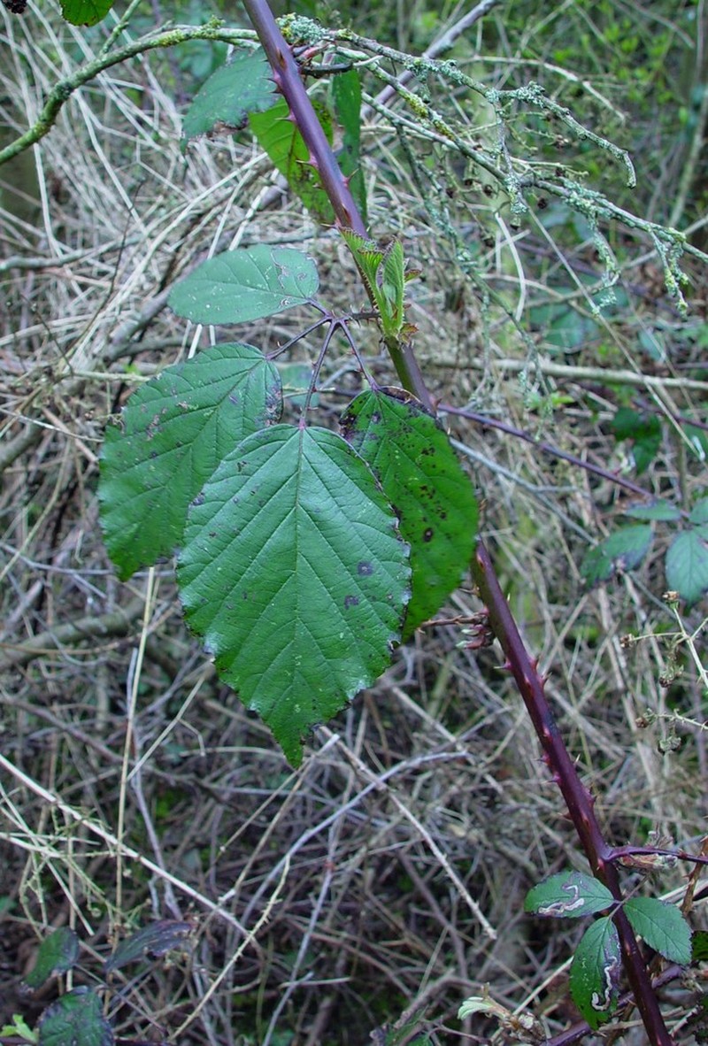 Rubus lindleyanus photo 3