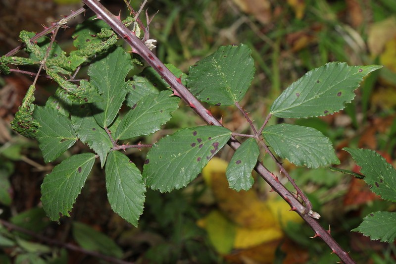 Rubus lindleyanus photo 4