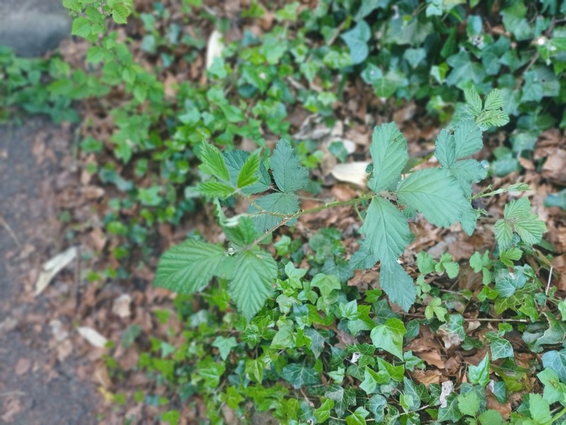 Rubus lindleyanus photo 5