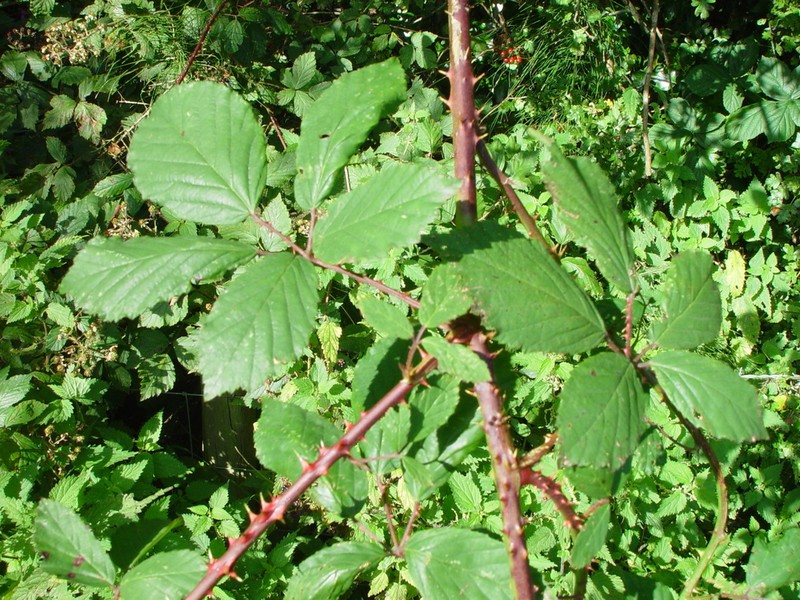 Rubus lindleyanus photo 6