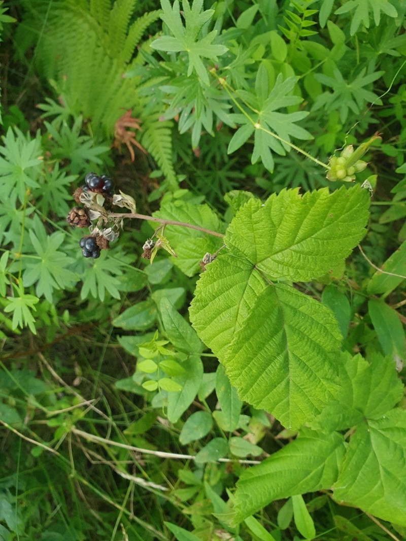 Rubus lindleyanus photo 7
