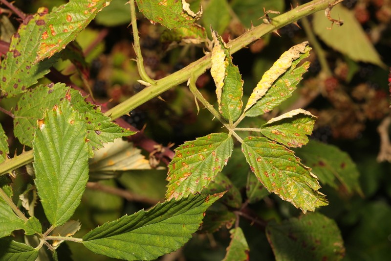 Rubus lindleyanus photo 8