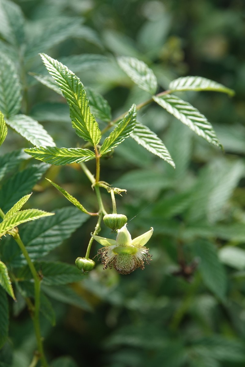 Rubus linearifoliolus