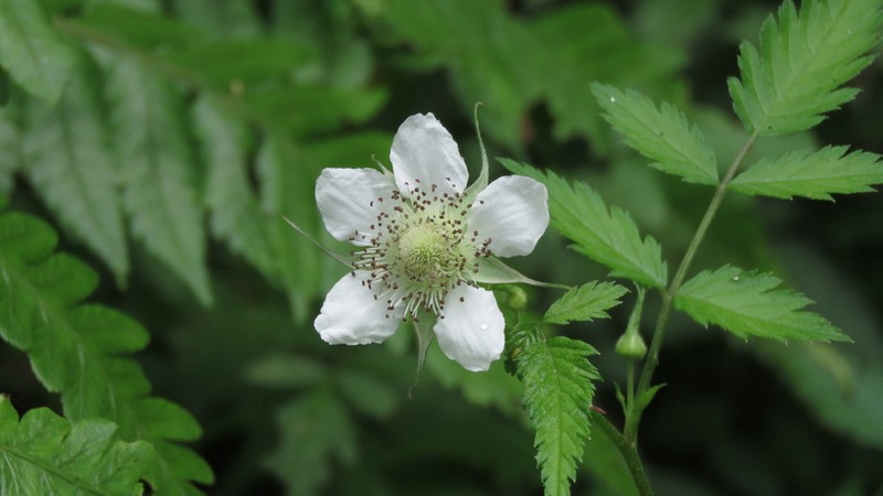 Rubus linearifoliolus photo 2