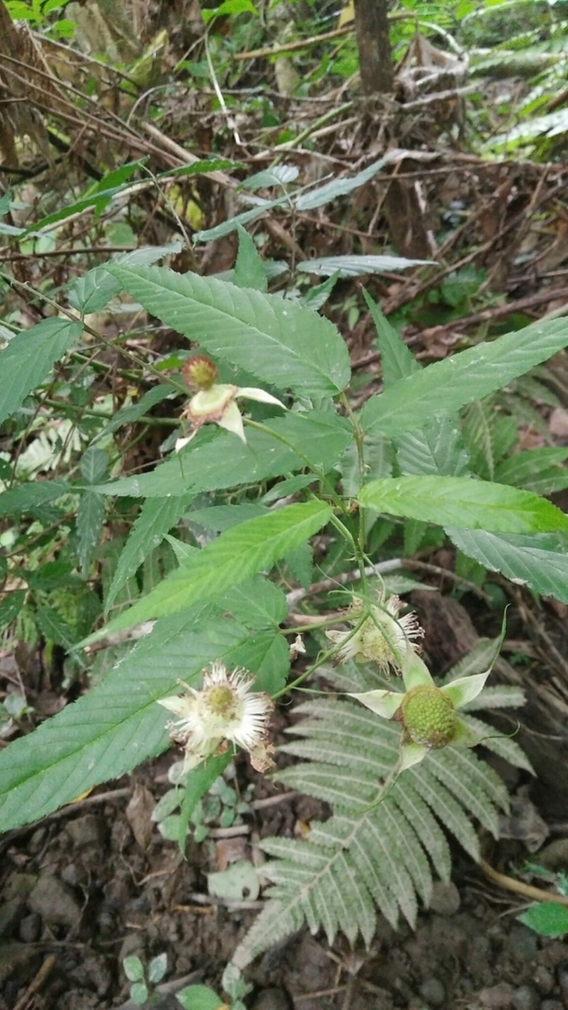 Rubus linearifoliolus photo 3