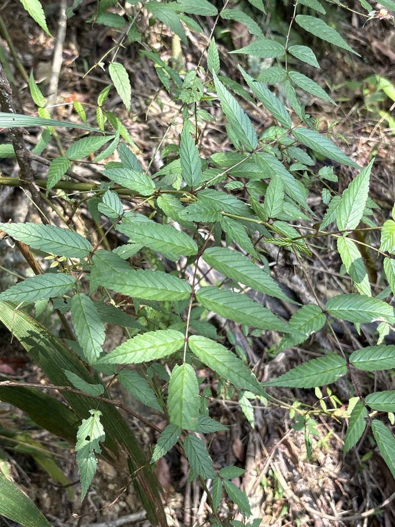 Rubus linearifoliolus photo 4