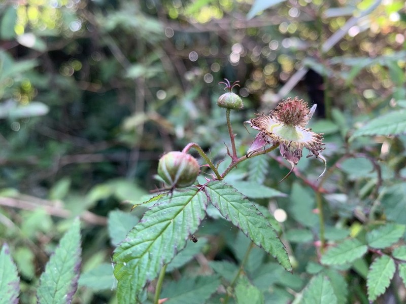 Rubus linearifoliolus photo 5