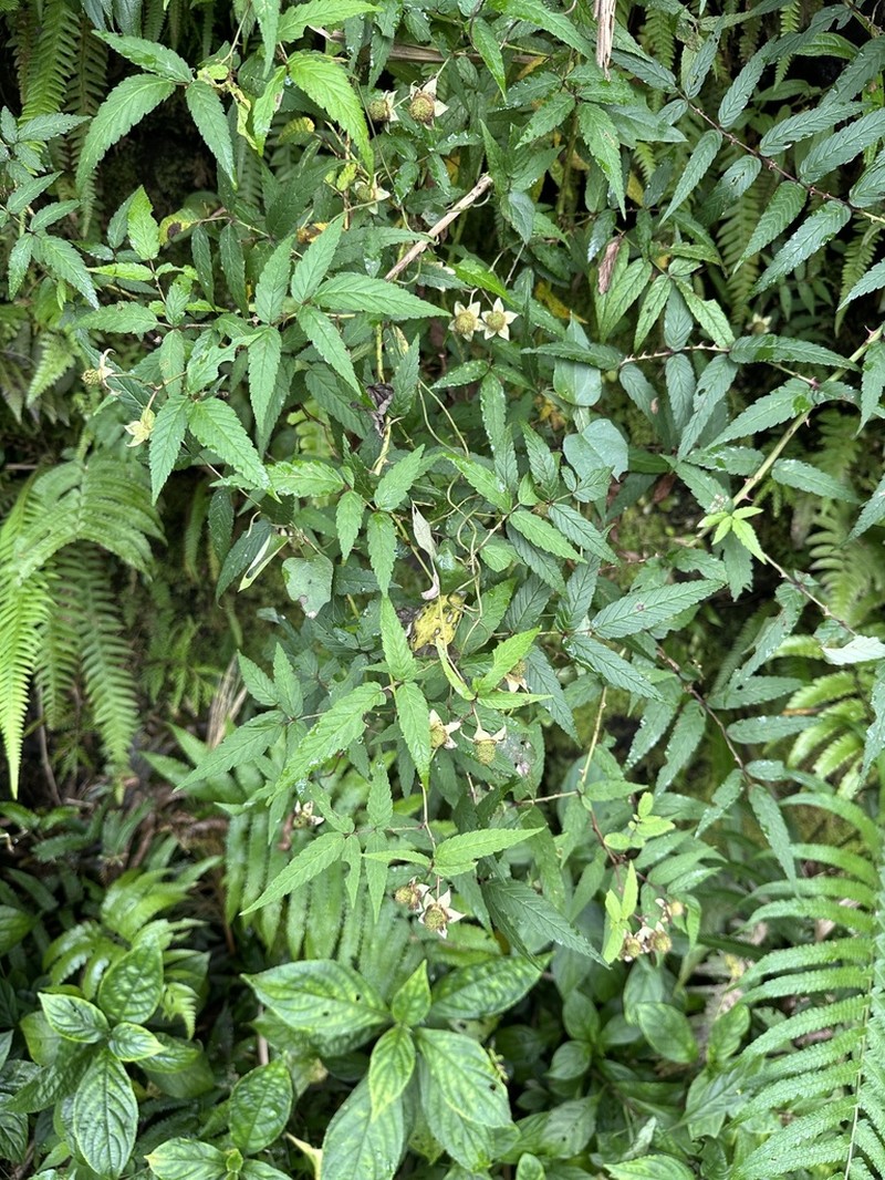 Rubus linearifoliolus photo 7