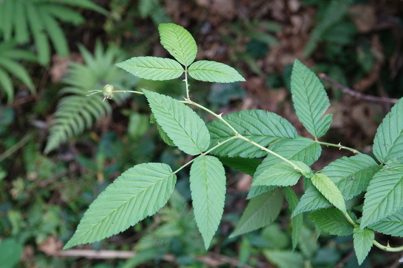 Rubus linearifoliolus photo 8