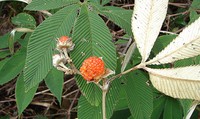 Rubus lineatus