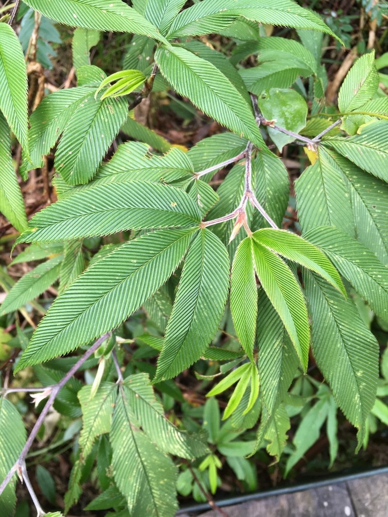 Rubus lineatus photo 2